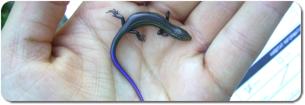 Skink Baby